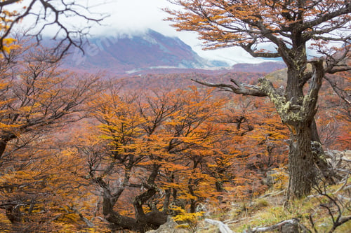 Preview: Autumn season