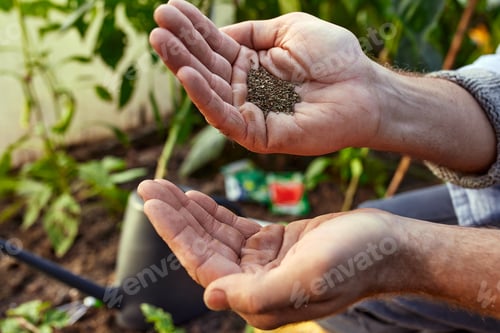 Preview: Close up of male farmer with soybean seed in his hands