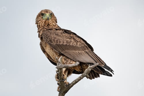 Preview: A juvenile bateleur, Terathopius ecaudatus, perches on a branch