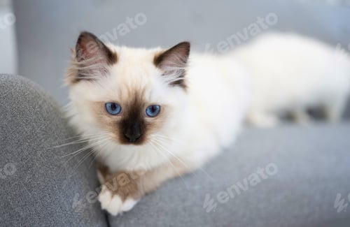 Preview: Ragdoll cat outdoors