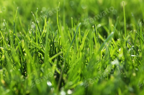 Preview: Lush green grass outdoors on sunny day, closeup