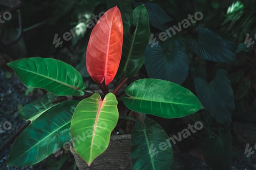 Preview: decoration of plant and flower in cafe garden or home outdoor, nature green plant decorate