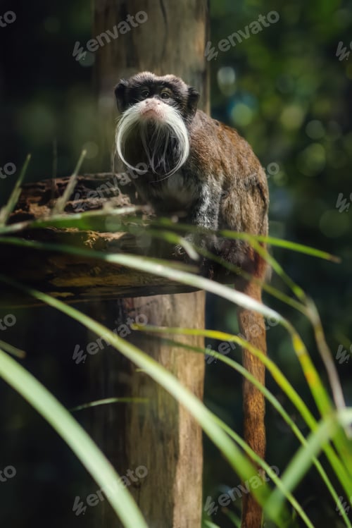 Preview: Emperor Tamarin (Saguinus imperator)