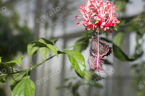 Preview: Colorful butterfly on a coral Hibiscus flower in a natural environment
