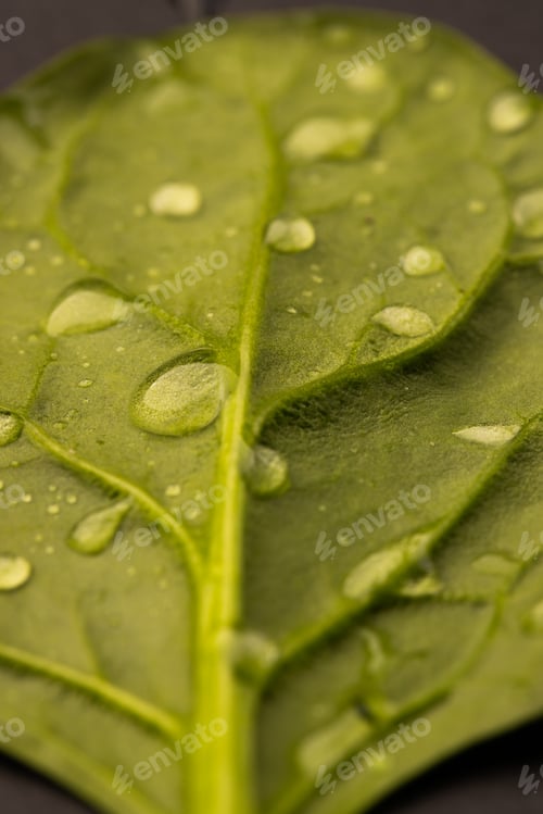 Preview: Micro close up of green leaf with water drops and copy space