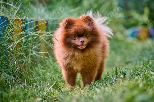 Preview: Fluffy pomeranian spitz in lush greenery