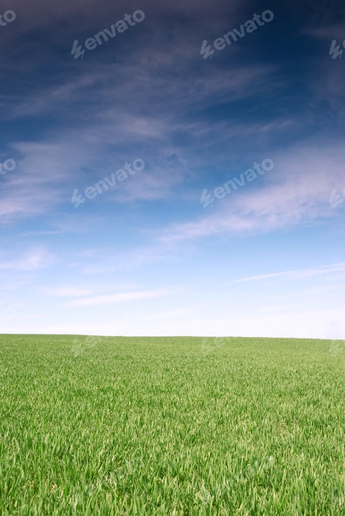 Preview: Field with green wheat and blue sky