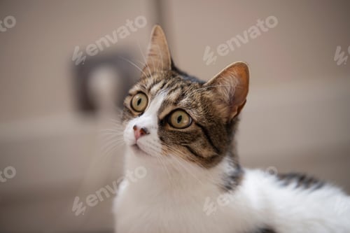 Preview: Portrait of a cute cat looking away