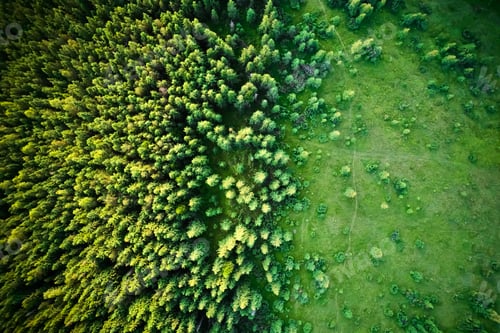 Preview: Aerial view of green trees and grassy meadow in mountains.