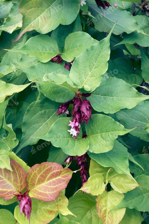 Preview: Himalayan Honeysuckle (Leycesteria Formosa). Called Flowering Nutmeg, Himalaya Nutmeg, Granny'S