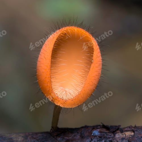 Preview: Coat Mushroom