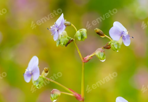 Preview: Beautiful abstract and blurred floral background