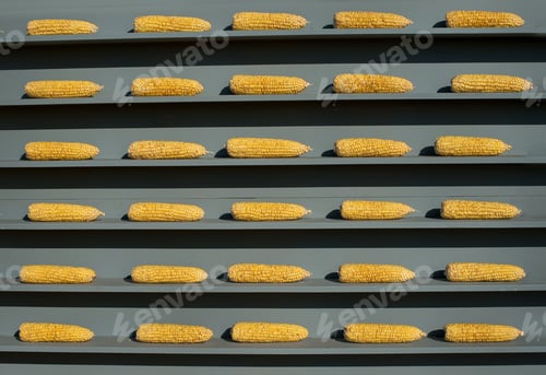 Preview: golden cobs corn on a gray shelves