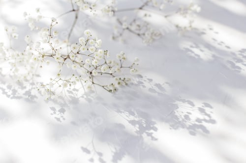 Preview: Gypsophila Baby breath flowers, light, airy masses of small white flowers