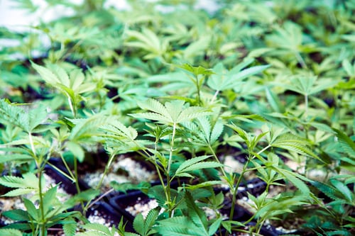 Preview: Close up of cannabis plants
