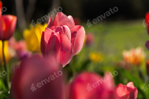 Preview: Pink tulips garden close-up in the bright rays of the sun