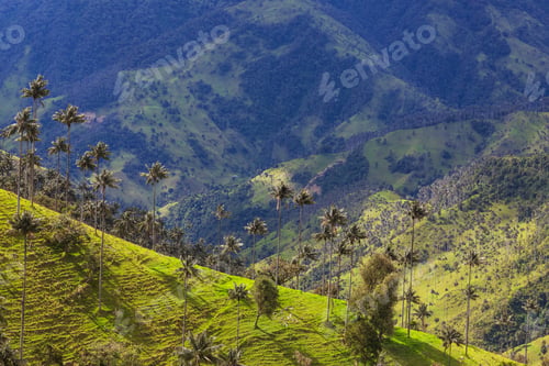 Preview: Cocora