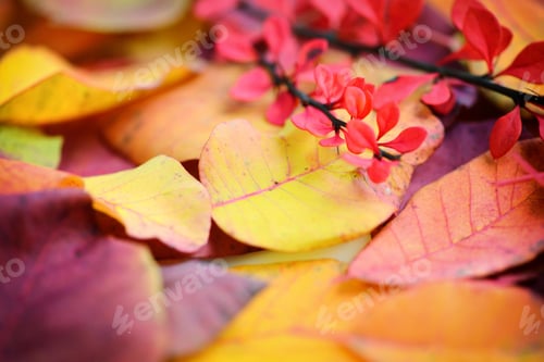 Preview: Colorful background of autumn leaves