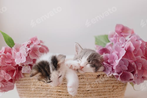Preview: Cute little kittens sleeping in basket with beautiful pink flowers. Happy Easter
