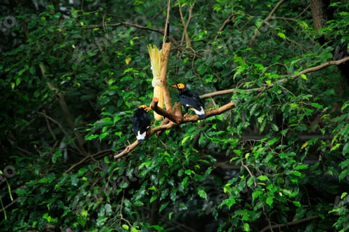 Preview: Two yellow-faced myna on the tree branch with corn in the green leaves background