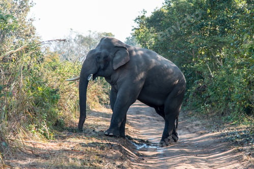 Preview: Magnificent Elephant Walking on a Pathway in Nature