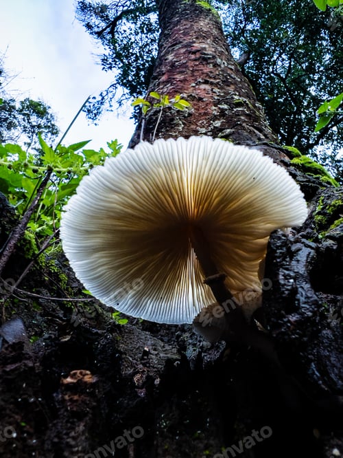 Preview: Mushroom toadstool spore bearing fruiting fungus food nature Kenya plants
