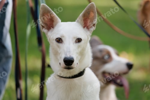 Preview: white dog in park on walk with its owner. walking and training of pets during daytime.