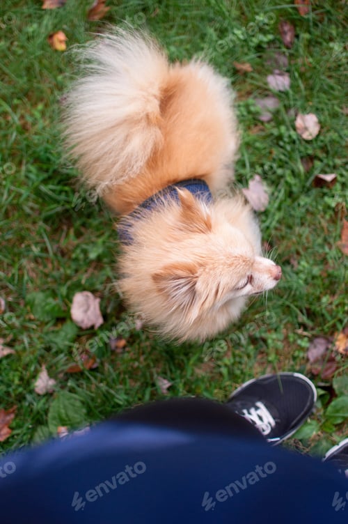 Preview: Pom pom