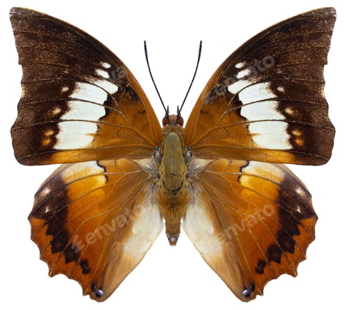Preview: Charaxes borneensis butterfly specimen