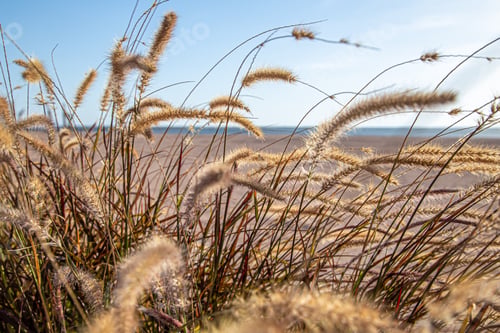 Preview: With a beautiful background of the field plants in the sunrise .