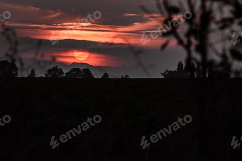 Preview: Row of trees against sunset sky