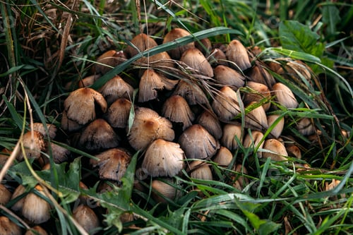 Preview: Cluster of mushrooms on a grassy forest floor. Biodiversity, fungi in nature, forest ecosystems
