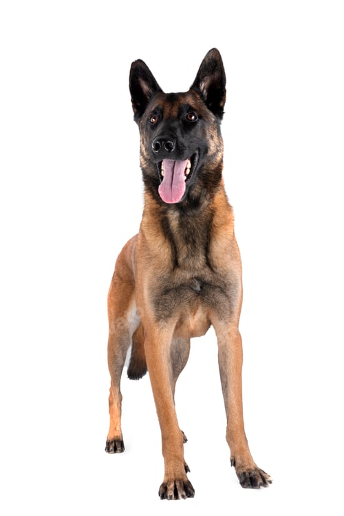 Preview: malinois in studio