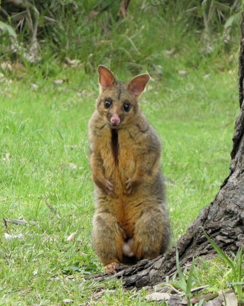 Preview: Brushtail possum standing on hind legs looking at camera