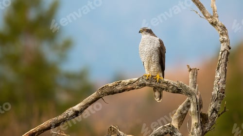 Preview: Northern goshawk looking on dry tree with copy space