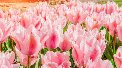 Preview: Group of pink tulips. Spring landscape.