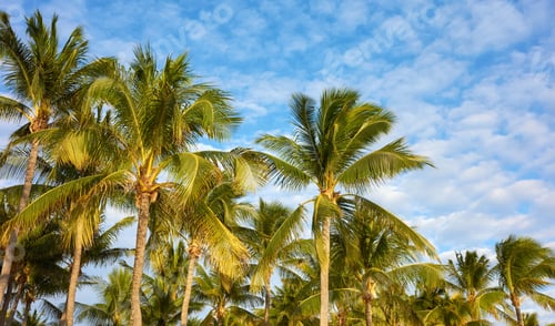 Preview: Lush Palm Trees Under Blue Sky