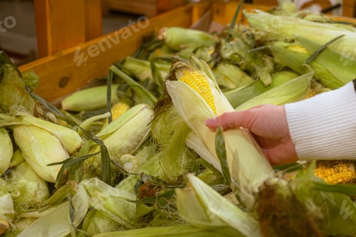 Preview: hand taking corn from grocery store shelf