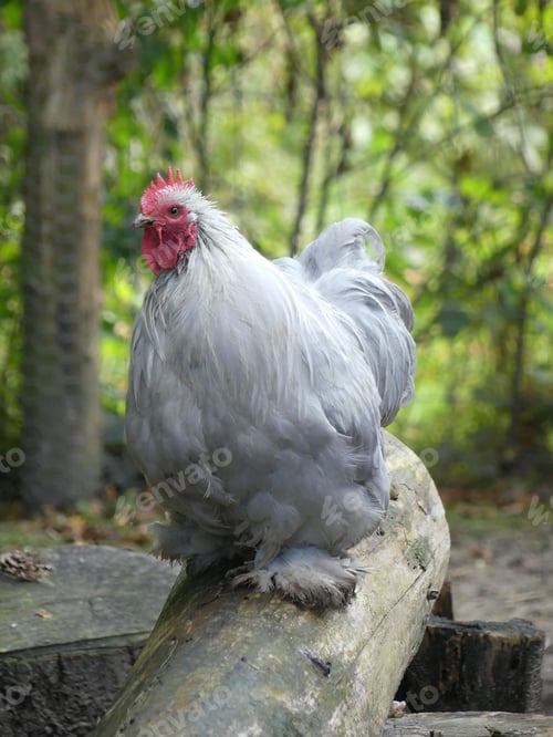 Preview: Vertical shot of a Cochin chicken perched on a log