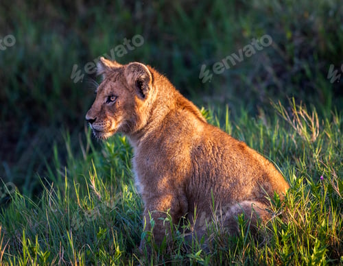 Preview: A Best wildlife destinations in the world