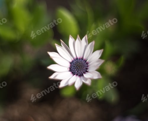 Preview: Beautiful whitw daisy flower isolated in natural environment - close up view.