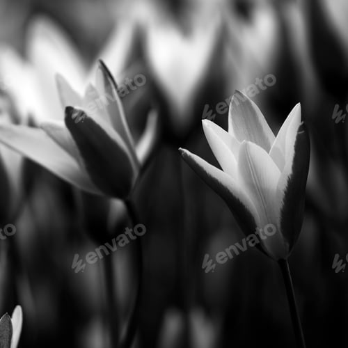 Preview: Tulips