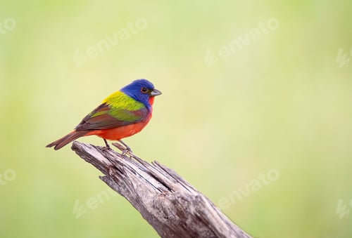 Preview: Painted Bunting bird perched on a piece of wood