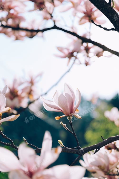 Preview: Pink magnolia branches in bloom. Tulip tree flower blossom in spring.