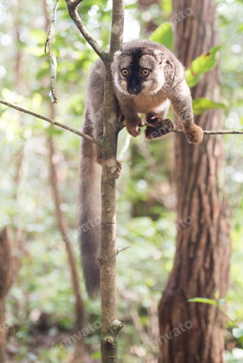 Preview: Common Brown Lemur (Eulemur fulvus), Lemur Island, Andasibe, Eastern Madagascar