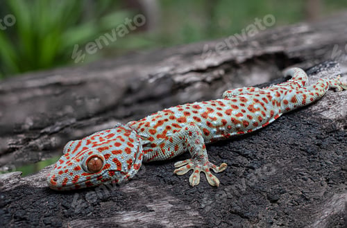 Preview: Tokay gecko
