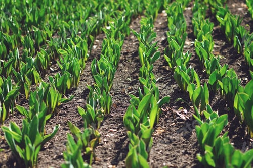 Preview: How to Grow Tulips. Early sprouts of tulips in a row in the park on a sunny day. Sunlight on sprout