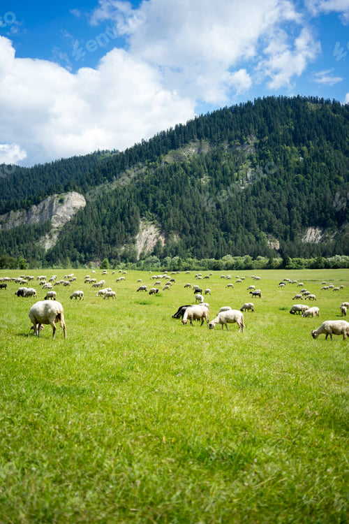 Preview: Vertical shot of a herd of sheep eating grass at the pasture surrounded by tall mountains