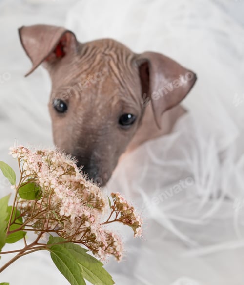 Preview: puppies of the xoloitzcuintli breed are very kind obedient dogs breed features they do not have wool