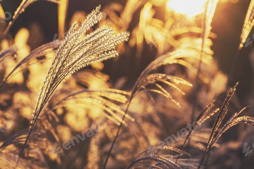 Preview: Wild grass under sunset